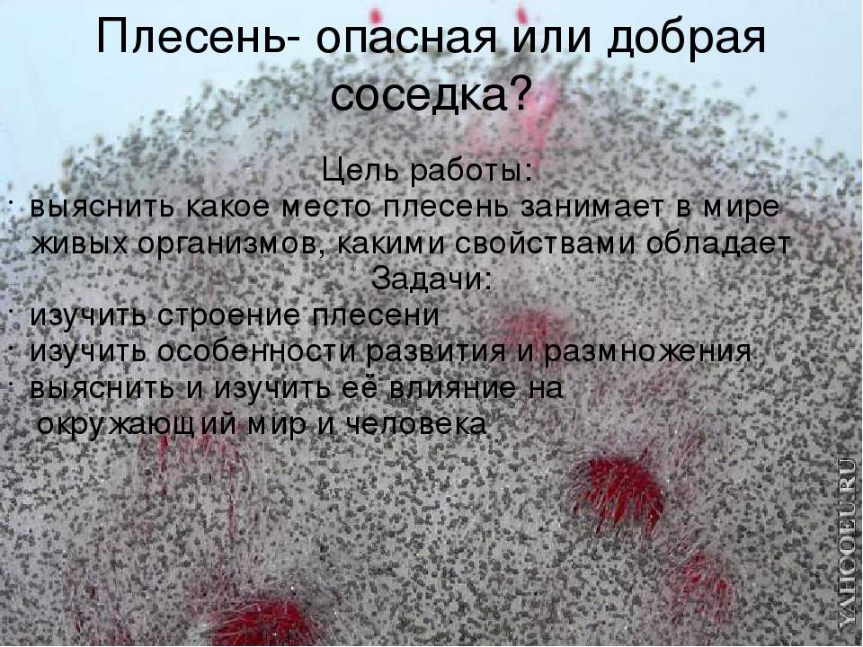 Черная плесень: как выглядит, чем опасна, как избавиться