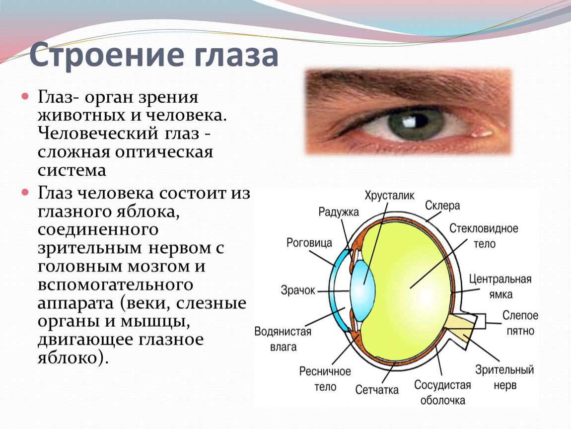 Варианты защиты на пластиковые окна для безопасности детей
