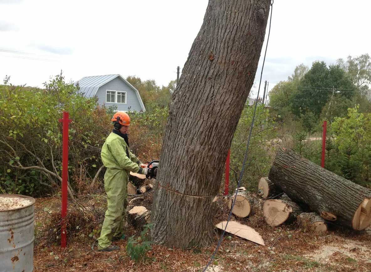 Самовольная вырубка деревьев на придомовой территории