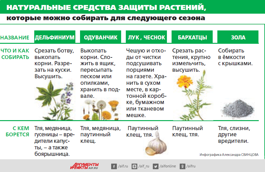 Как избавиться от слизней на участке: самые эффективные способы и средства