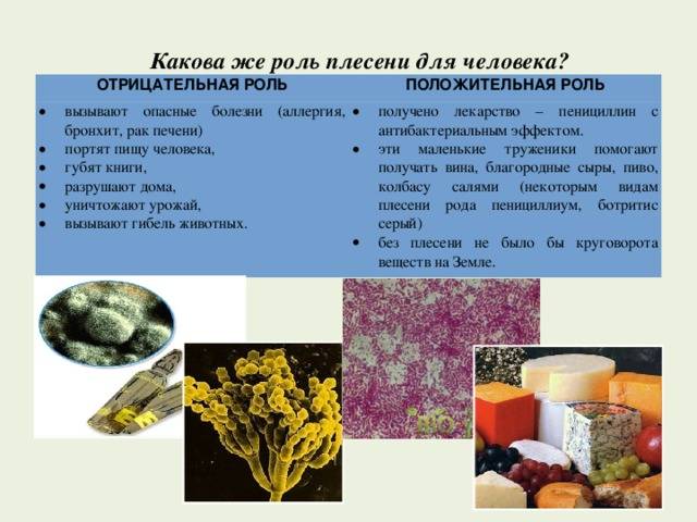 Плесень. общая информация. как избавиться от плесени?