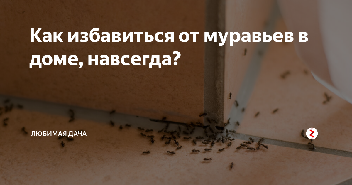 Как избавиться от муравьев. Избавляемся от муравьев навсегда. Избавиться от квартирных муравьев. Избавиться от муравьев раз и навсегда. Как избавиться от муравьев дома навсегда.