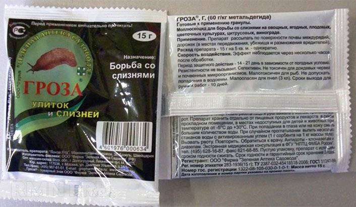 Почему появляются слизни на земельном участке и в доме и как избавиться от них