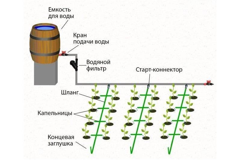 Капельный полив из пластиковых бутылок на целую неделю