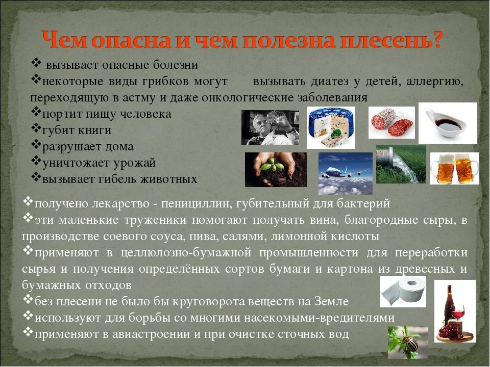 Черная плесень в доме: чем опасна для человека, какое влияние на здоровье оказывает и как от нее избавиться