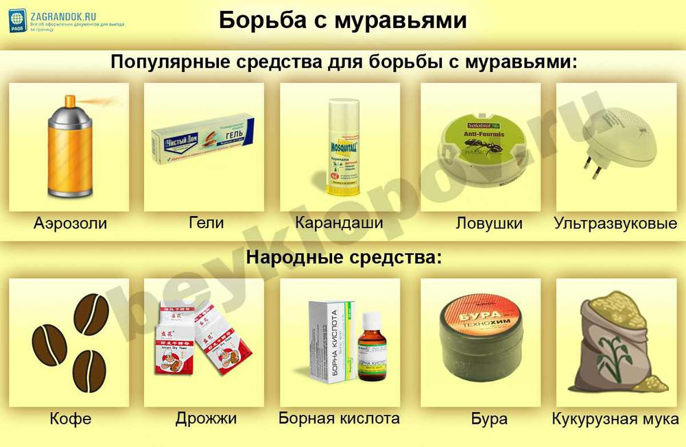 Как избавиться от муравьёв в доме или квартире: все существующие способы — domovod.guru
