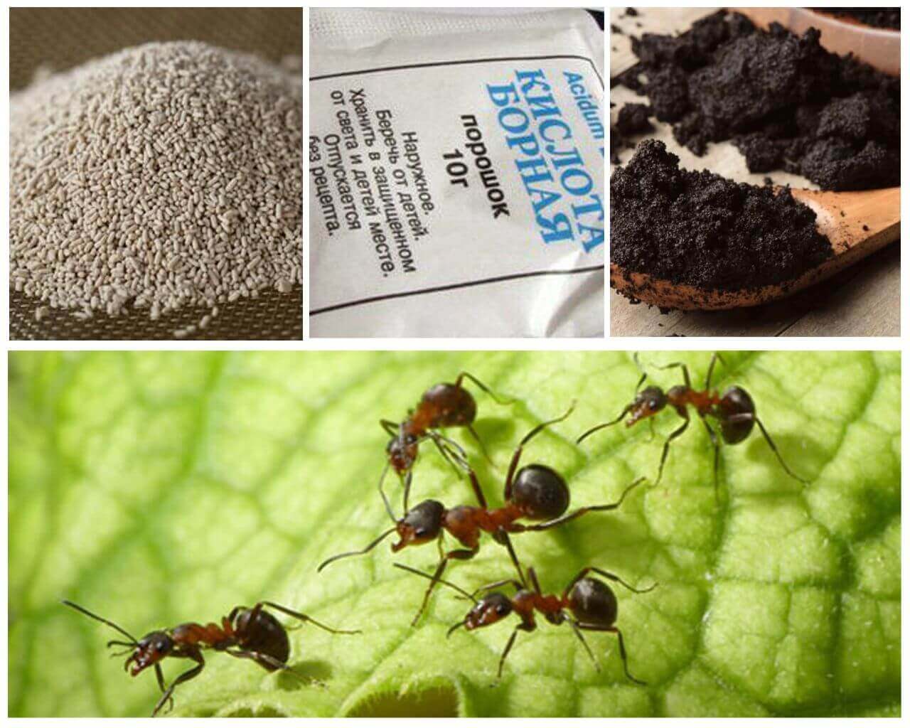 Избавление от муравьев