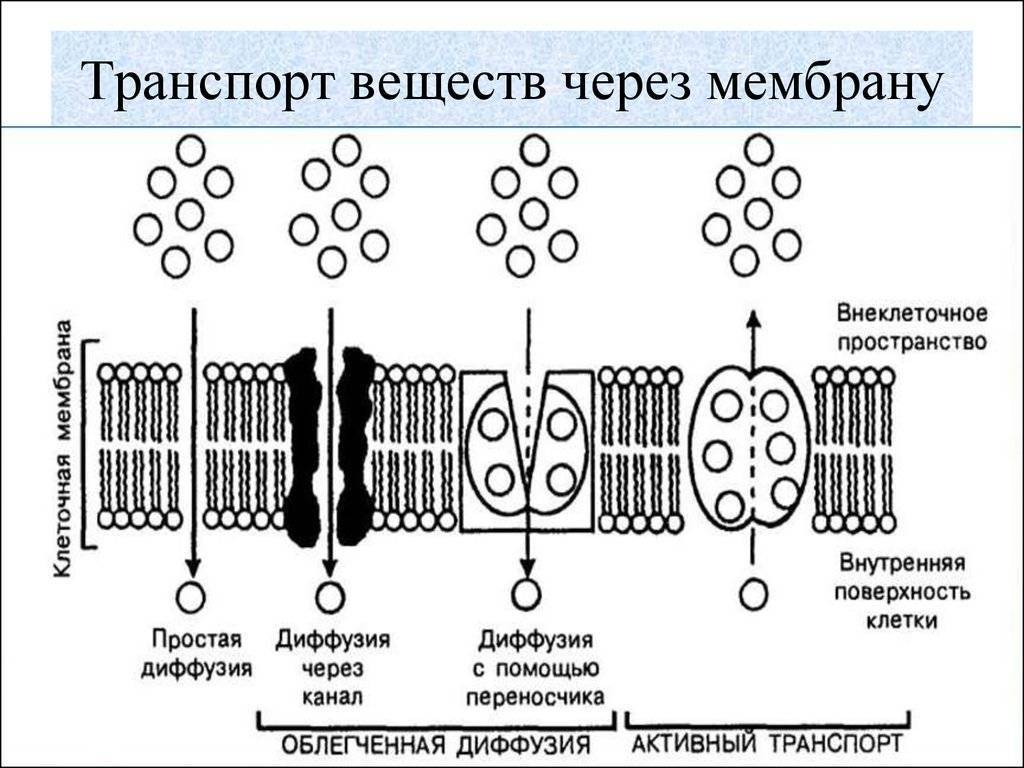Диффузионные мембраны: виды, характеристики, применение — викистрой