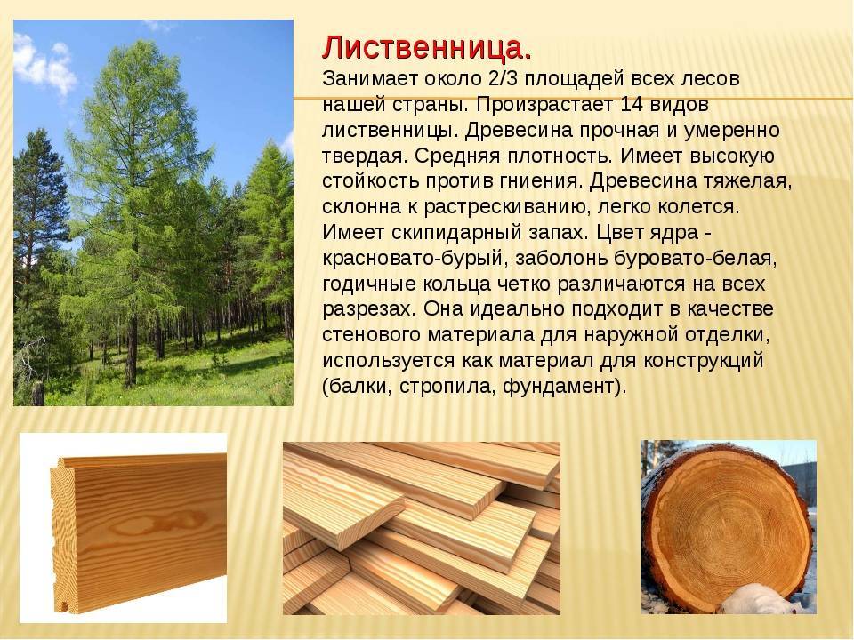 Как выбрать древесину для постройки дома - обзор пород древесины, рекомендации, какую лучше выбрать