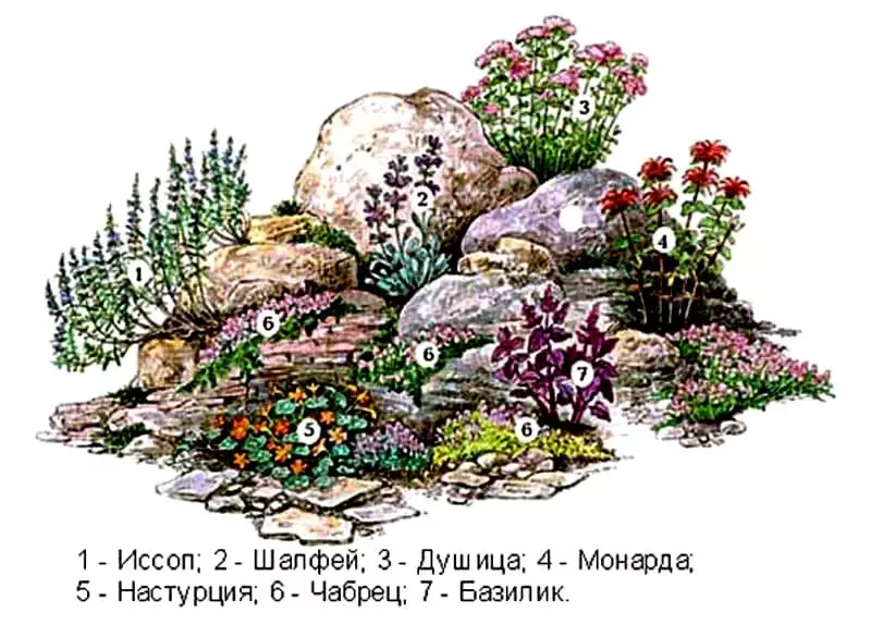 Лучшие растения для альпийской горки: фото и названия самых популярных