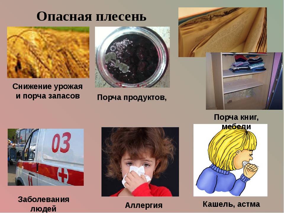 Как черная плесень влияет на здоровье?