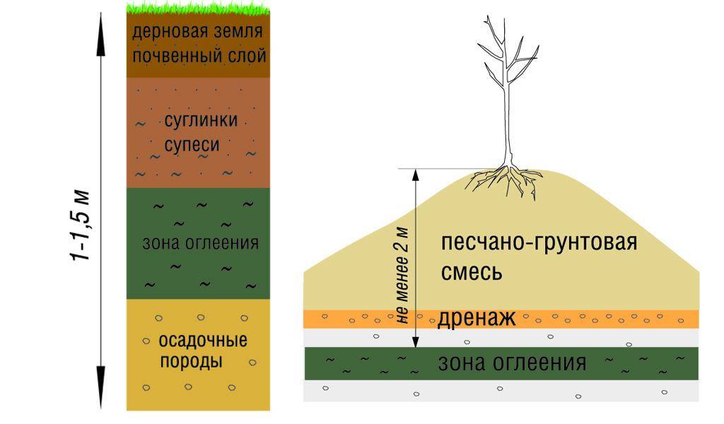 Как правильно сажать плодовые деревья на участке весной схема