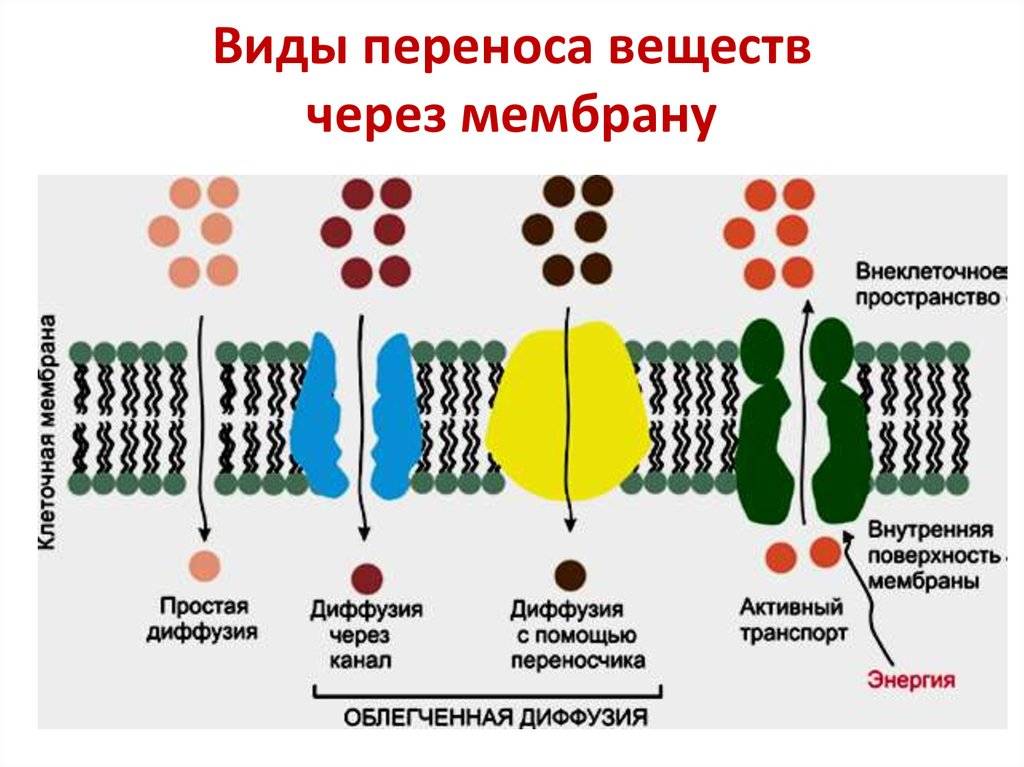 Диффузионные мембраны и причины их популярности
