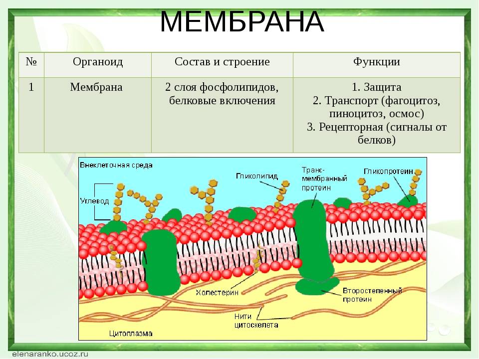 Какую выбрать супердиффузионную мембрану?