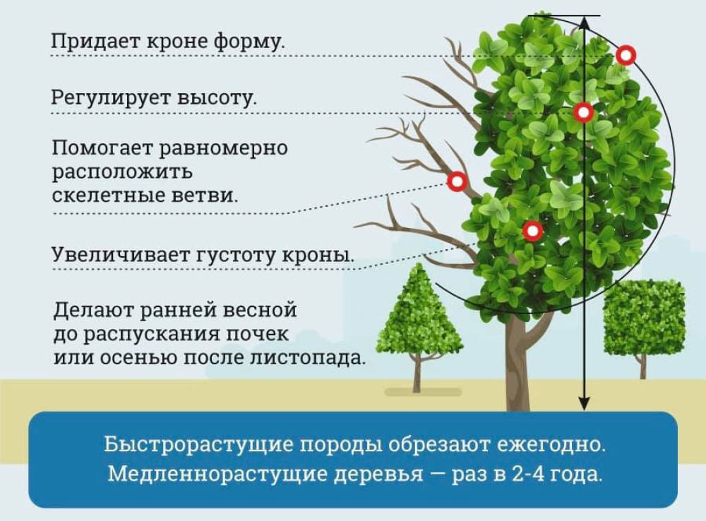 Закон о зеленых насаждениях. Схема формовочной обрезки деревьев. Формовочная обрезка деревьев тополя. Формирование деревьев и кустарников. Санитарная обрезка кроны деревьев.