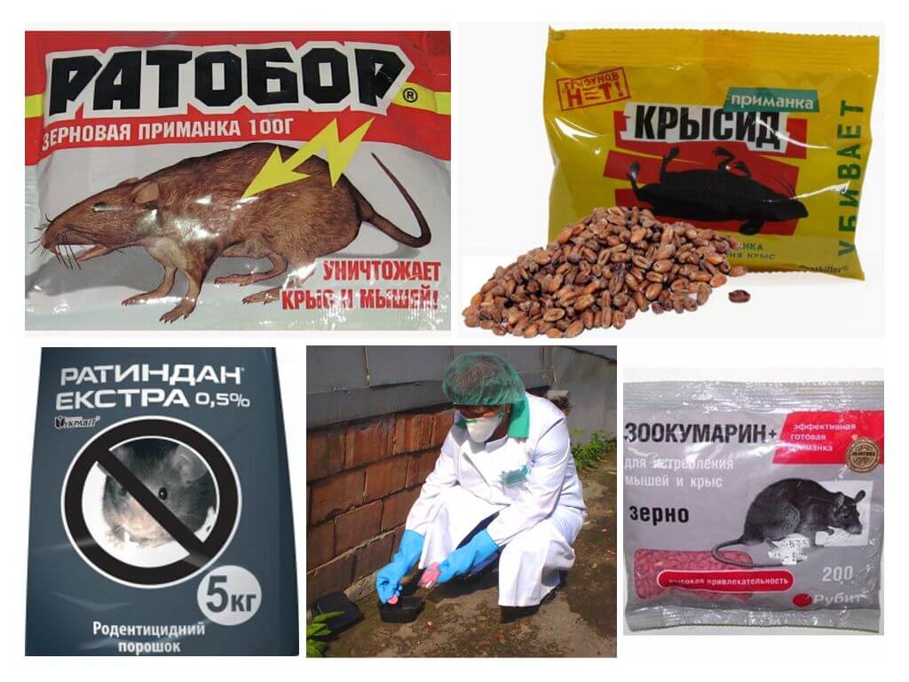 Как эффективно избавиться от мышей в частном доме навсегда?