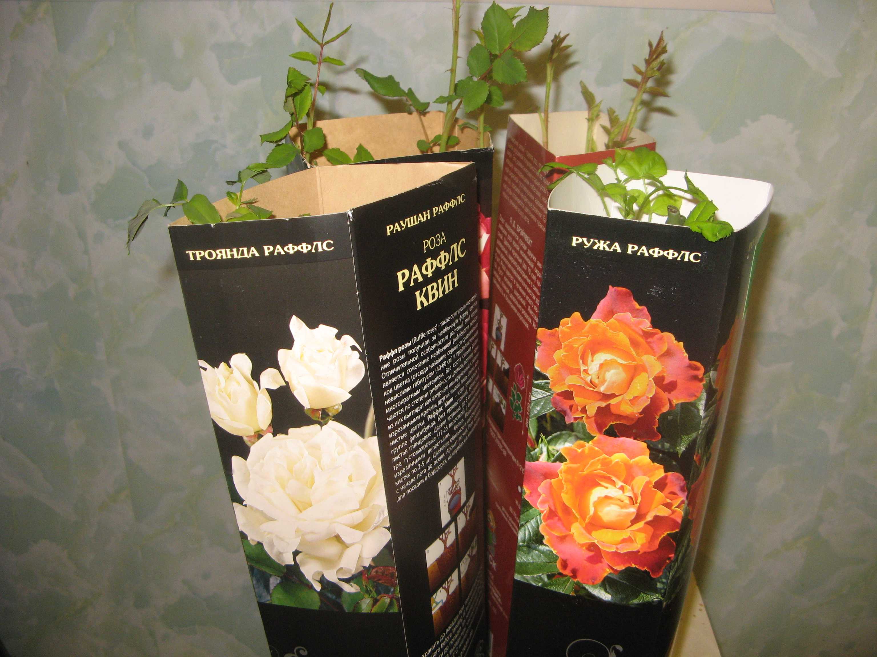 Саженцы роз после покупки. Саженцы роз в коробке. Упаковка для саженцев роз. Саженцы роз в упаковке. Розы саженцы из коробки.
